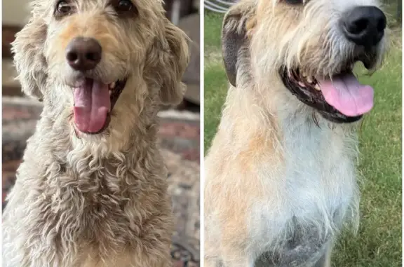 Lost Dogs: Wolfadoodle & Wolfhound on Boddie Rd