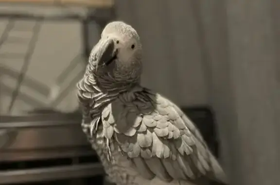 Lost African Grey Parrot in Warlingham Area