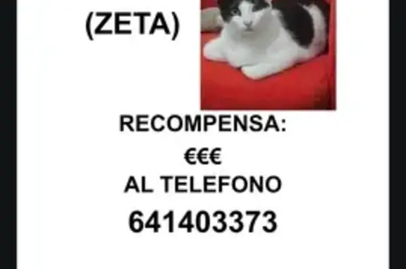 ¡Ayúdanos a Encontrar a Nuestro Gato Perdido!