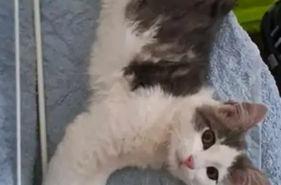 Chaton blanc et gris trouvé sous voiture - photo
