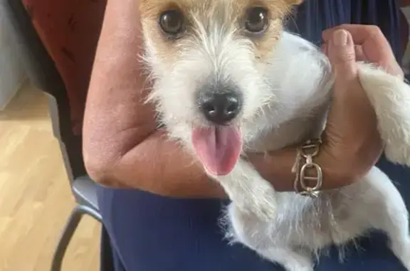 Chienne blanche type fox terrier trouvée rue Piécerots - photo