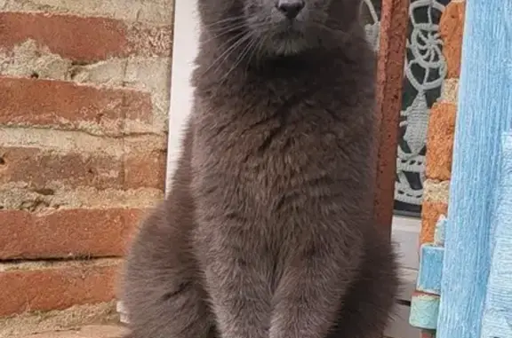 Chat gris disparu à Montech, route de Cadars - photo