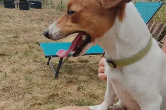 Jack Russell mâle trouvé Rue de la Victoire - photo