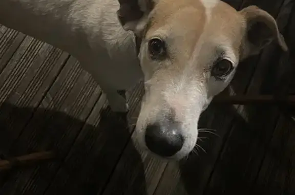 Chienne trouvée à la Capitainerie de Saint-Paul - photo