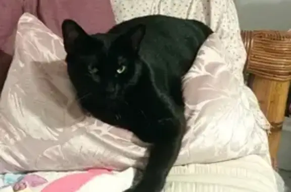 Animaux perdus , photo: Chat noir femelle disparu à Aire-sur-l'Adour