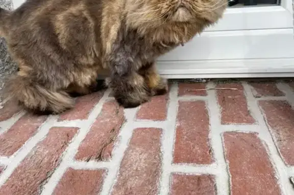 Animaux perdus Masnières, photo: Chat perdu à Masnières, Rue Lain 45