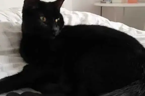 Missing Black Cat: Timid, Yellow Eyes, Stubbs Cross