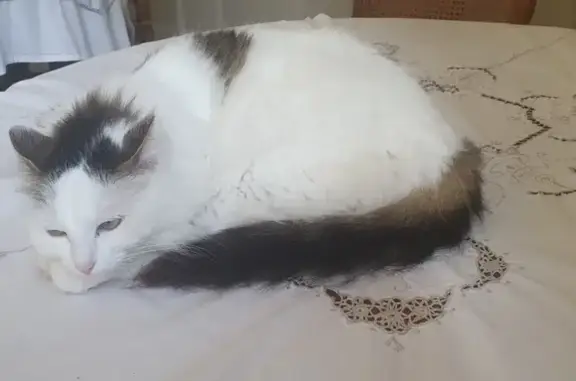 Chat perdu, La Flèche, photo: Chatte blanche perdue Rue de la Tour d'Auvergne