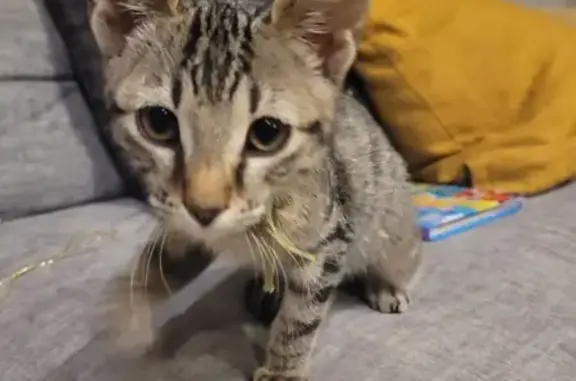 Chaton sociable trouvé aux Josserands, 1975 - photo
