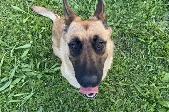 Chien perdu: Malinois femelle, Montélimar - photo