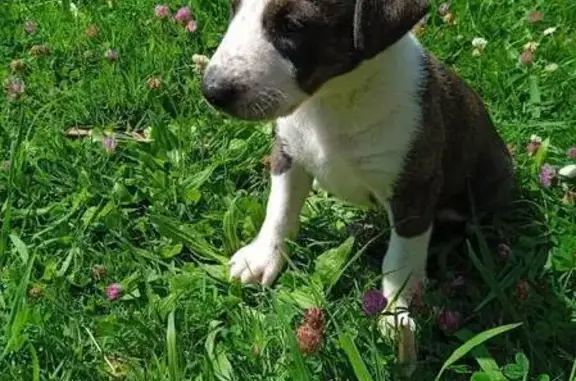 Chien perdu Bayonne, photo : Bull terrier blanc bringé femelle perdue à Bayonne