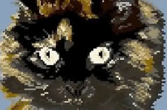 Chat perdu, Furiani, photo: Chatte Écaille de Tortue perdue à Biguglia