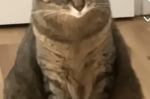 Chat perdu, Ballancourt-sur-Essonne, photo: Chat gris femelle perdu, Ballancourt-sur-Essonne