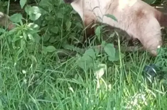 Chat Siamoise 3 ans perdu à Auray - photo