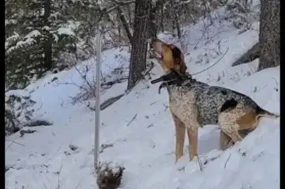 Lost Bluetick Hound: Buster in Tucker, UT