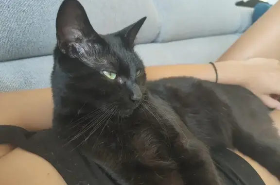 Animaux perdus Saint-Léger-sur-Dheune, photo: Chat noir Petit Onyx disparu à Saint-Léger