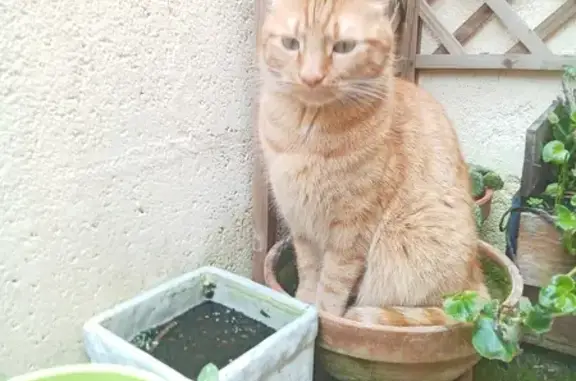 Chat perdu, Bordeaux, photo: Chat roux perdu, 3 ans, Rue Billaudel, Bordeaux