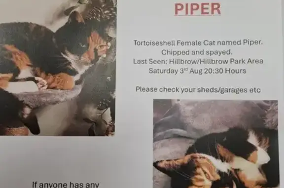 Missing Tortoiseshell Cat in Hillbrow Area