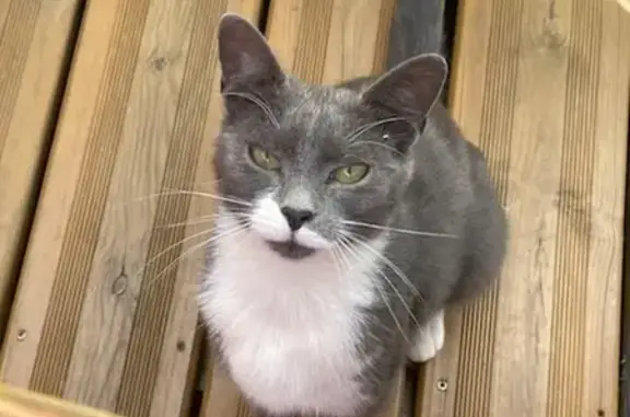 Chat gris trouvé Rue des Bruyères, Montauban - photo