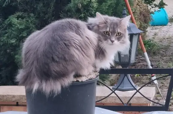 Chat perdu, , photo: Chatte grise et blanche perdue à Effiat