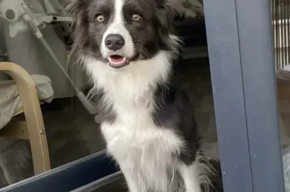 Border collie perdue à Verrie, contactez 0610072057 - photo