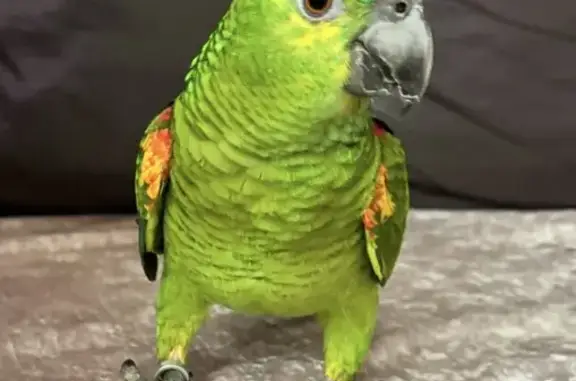 Lost Blue Fronted Amazon Parrot - Help!