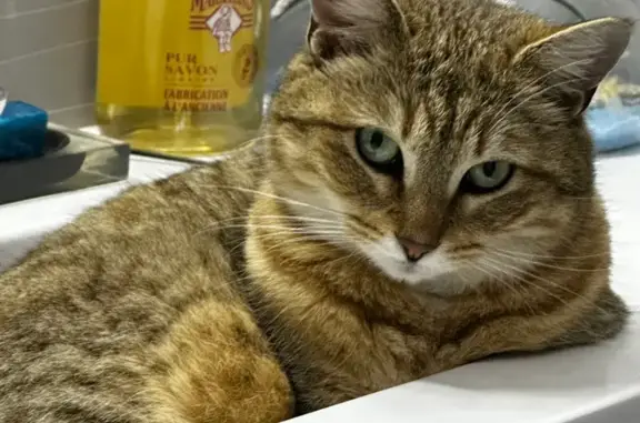 Chatte câline Kika perdue à Chambéry-le-Vieux - photo