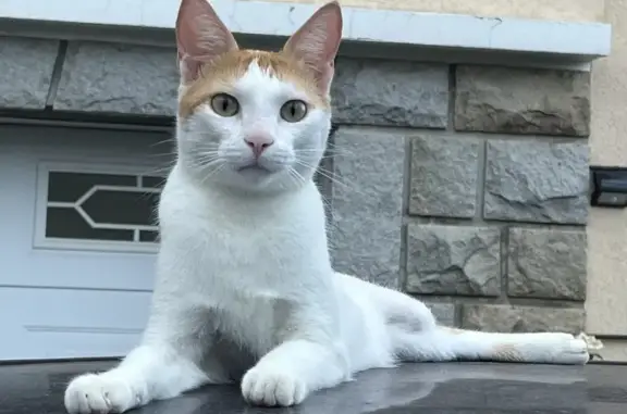 Chat trouvé rue Pasteur à Châtel-Guyon - photo