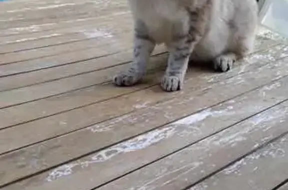 Chatte trouvée à Niort, rue de la Cotelette - photo