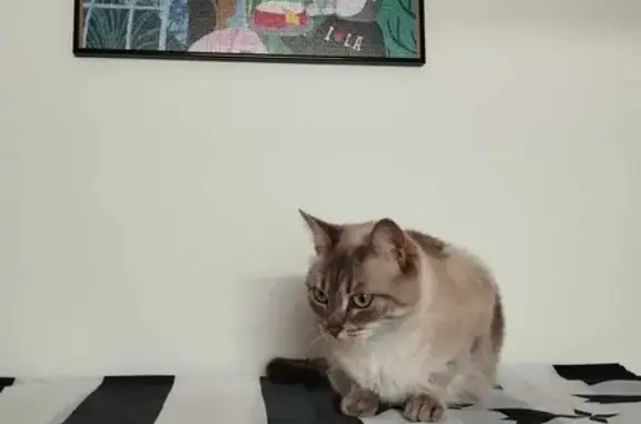 Animaux perdus Nantes, photo: Chatte grise disparue près du Parc Crapa