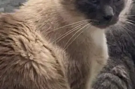 Chat perdu : Roméo, mâle castré, puce, Saintes - photo