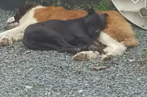 Chien perdu Avessac, photo : Chien perdu à La Boissière : St Bernard Louna