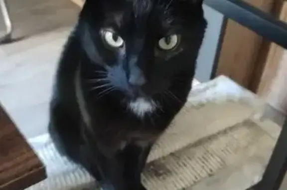 Animaux perdus Rouen, photo: Chat noir mâle perdu Rue Saint-Hilaire, Rouen