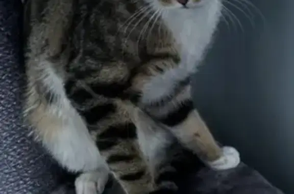 Chat perdu, Saint-Leu-la-Forêt, photo: Chat européen perdu à Saint-Leu-la-Forêt