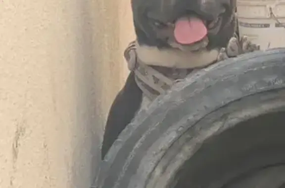 ¡Perro Perdido! Pitbull Blue en Juárez - Ayuda