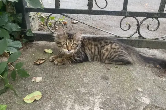 Petit chaton joueur trouvé à Soues - photo