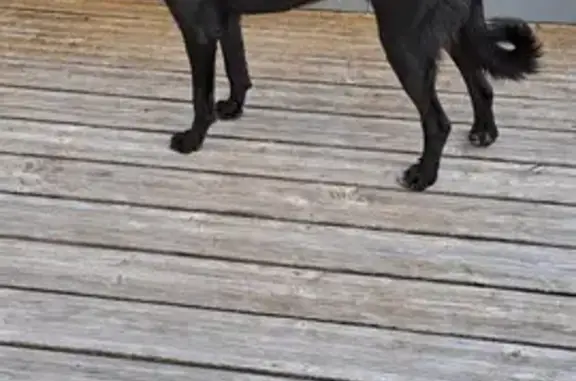 Chien noir mâle trouvé près du lac de Vonnes - photo