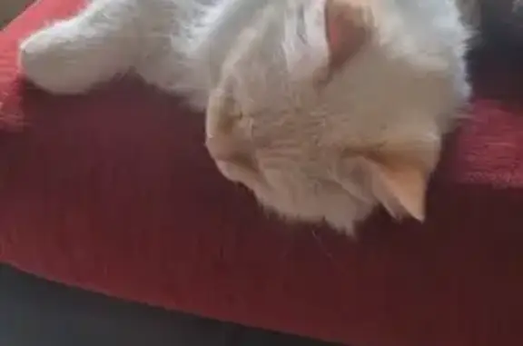 Chat perdu : Guneş, Angora turc blanc, Bonneville - photo