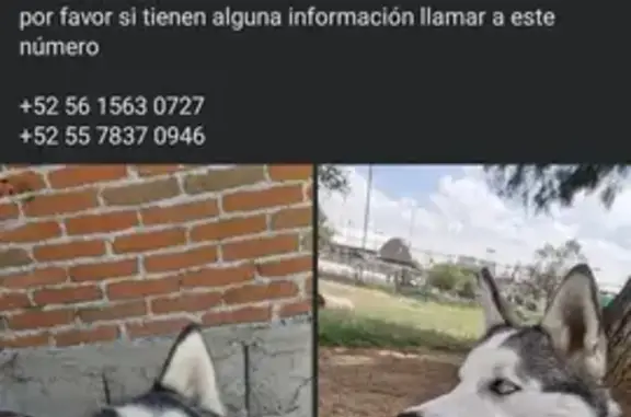 Perro Husky Perdido: Responde a Jake/Jacob