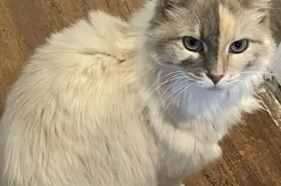 Animaux perdus , photo: Chatte Sacré de Birmanie perdue à Besset