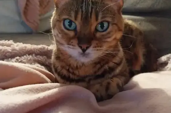 Chatte Bengale 13 ans disparue à Frontignan - photo