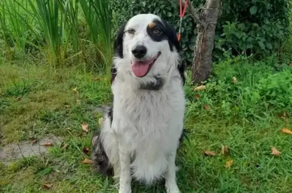 Chien errant sociable trouvé à Bénesse-Maremne - photo