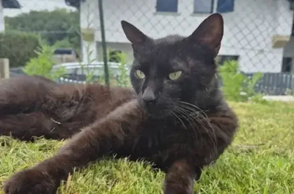 Chat perdu, Nouvelle-Aquitaine, photo: Chat noir disparu à Urrugne, Nouvelle-Aquitaine