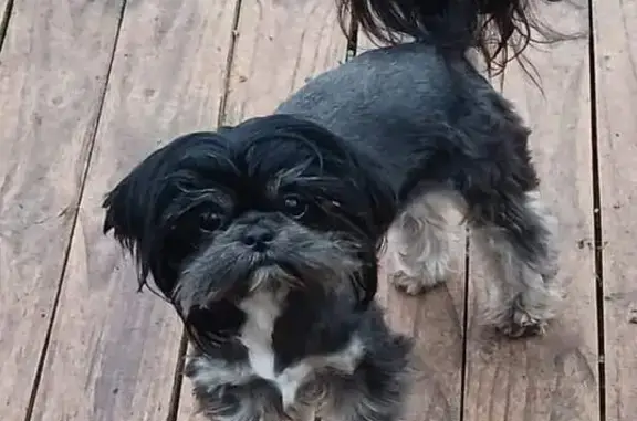 Missing Shih Tzu: Black with Dobie Markings