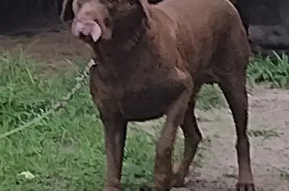 Lost Chocolate Lab: DJ, 90 lbs, Lumberton