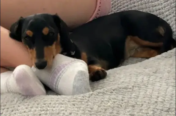 Lost Mini Dachshund: Black & Tan, 16 Months