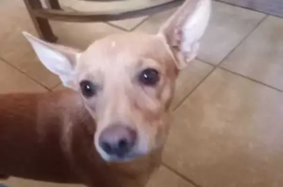 ¡Perro Chihuahua Amarillo Perdido en Mexicali!