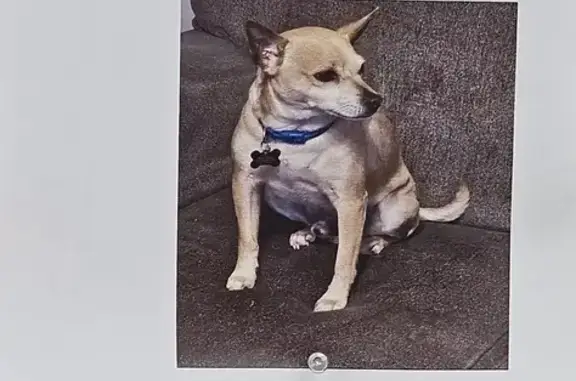 Lost Dog: Help Find Toby, Brown Chihuahua