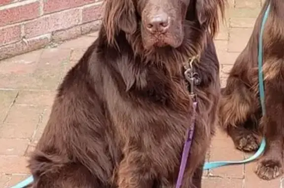 Lost Dog: Friendly Brown Retriever, NY