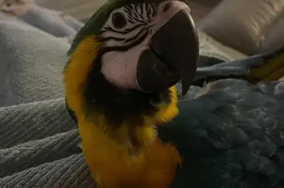 Lost Tame Macaw in Penrith - Call 0432481776